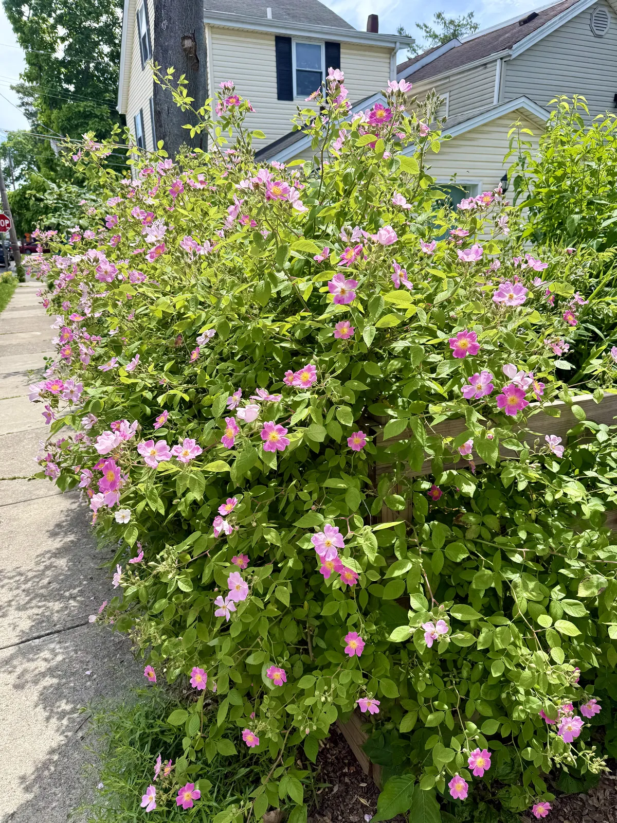 Climbing Roses